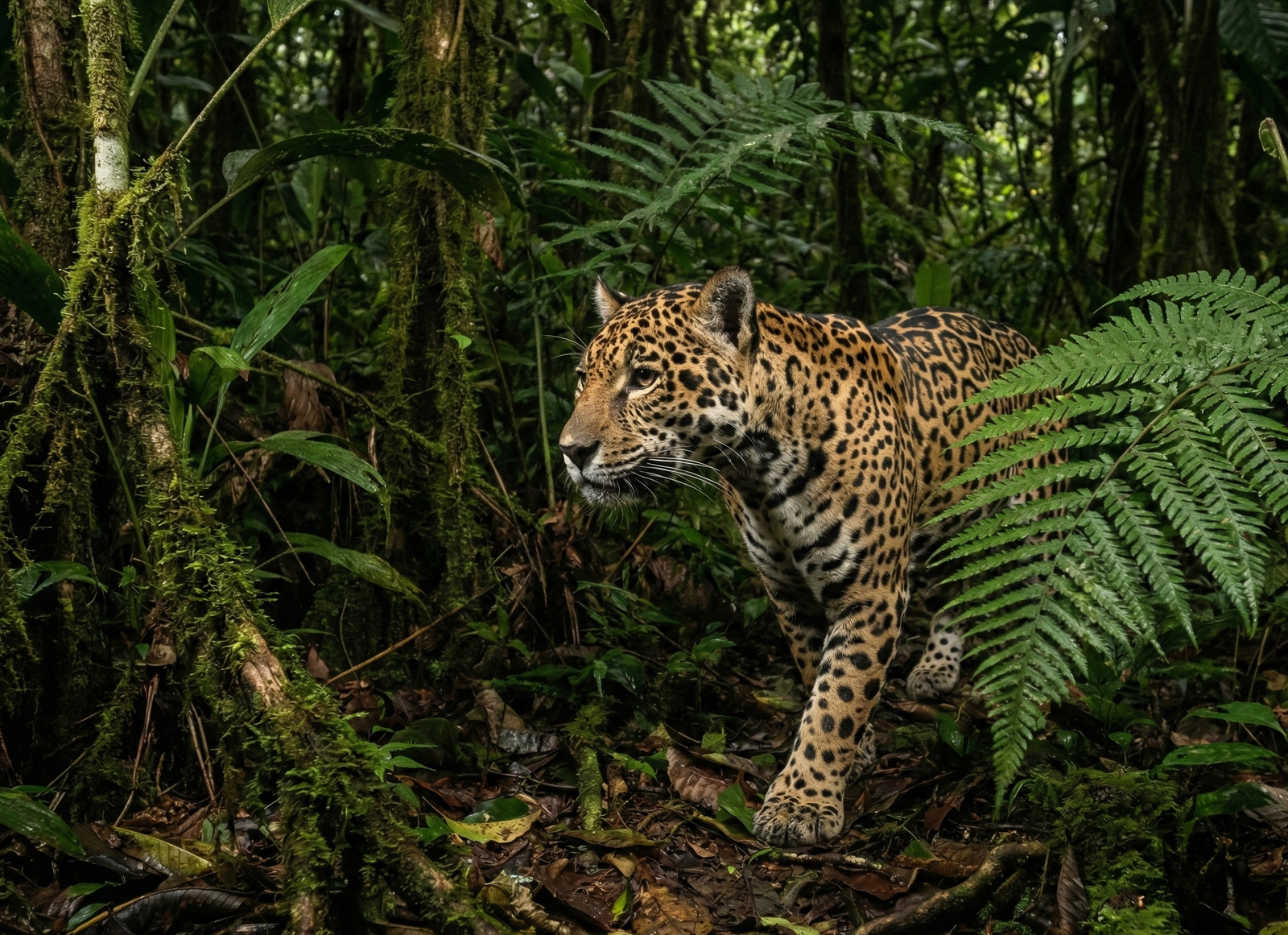 Jaguar in the forest